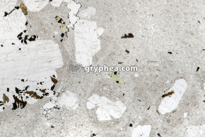 Trachyte LPNA x3 - gryphea.com